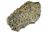 Fossil Freshwater Snails (Elimia) In Limestone - Wyoming #325730-4